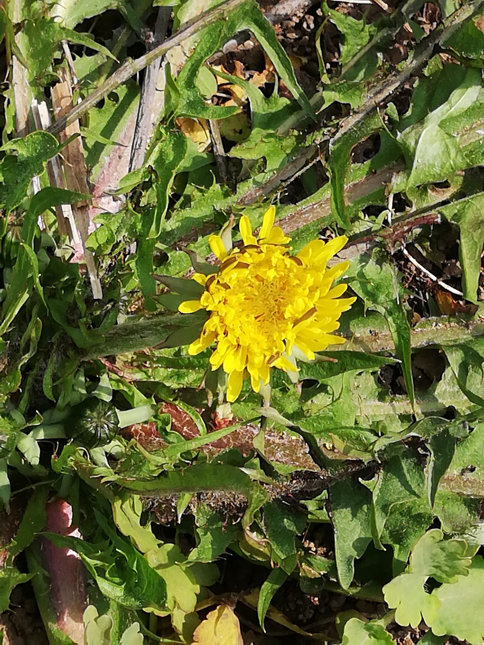 HUAWEI P20 lite sample photo. Dandelion, day, yellow photography