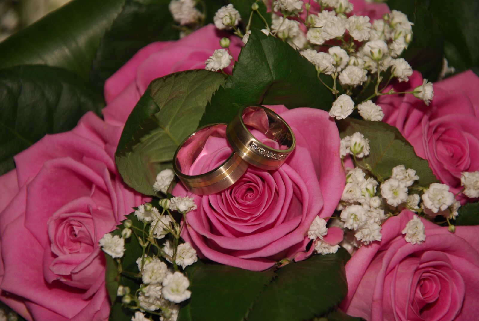 Nikon D200 sample photo. Rose, pink, plant photography