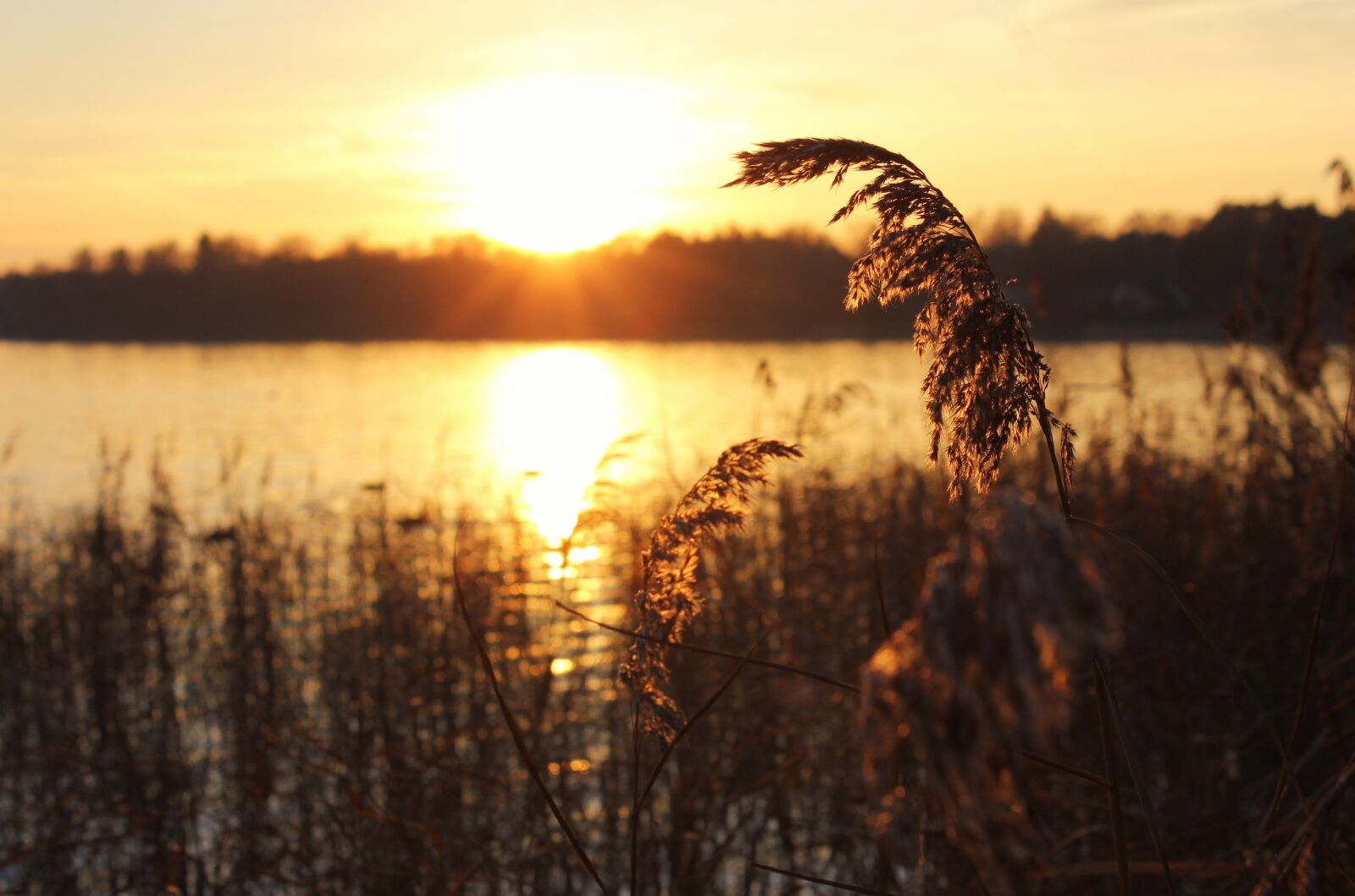 Canon EOS 550D (EOS Rebel T2i / EOS Kiss X4) sample photo. Lake, sunset, grasses photography