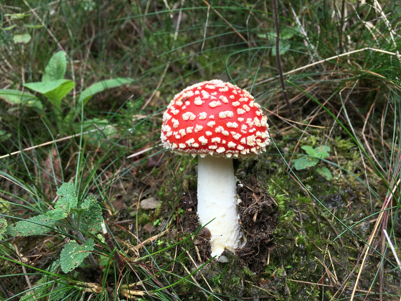 Apple iPhone 6s sample photo. Mushroom, forest, toxic photography