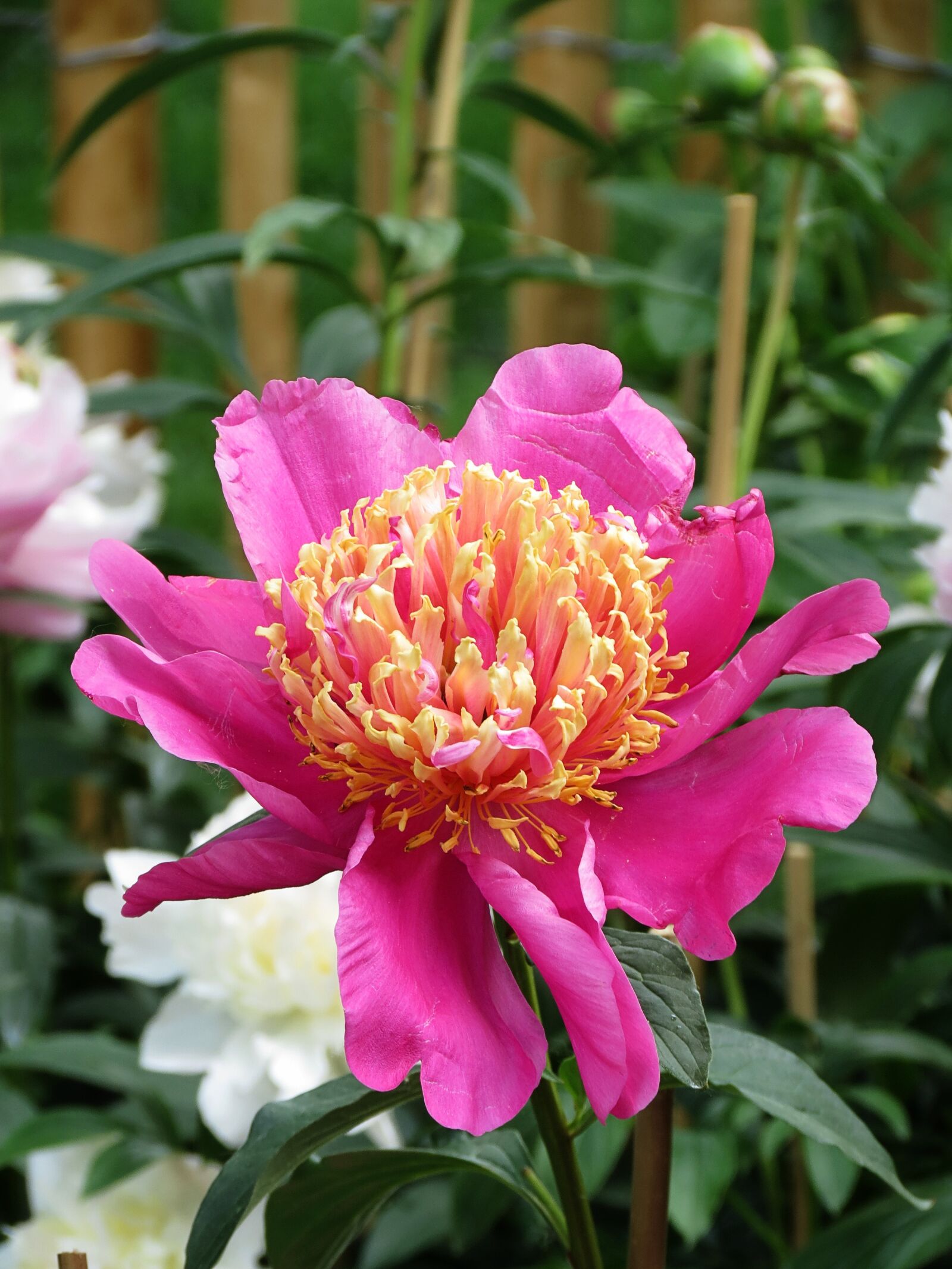 4.3 - 150.5 mm sample photo. Garden, cool, petals photography