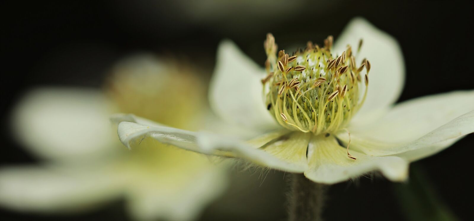 Canon EOS 100D (EOS Rebel SL1 / EOS Kiss X7) sample photo. Anemone, hahnenfu gew chs photography
