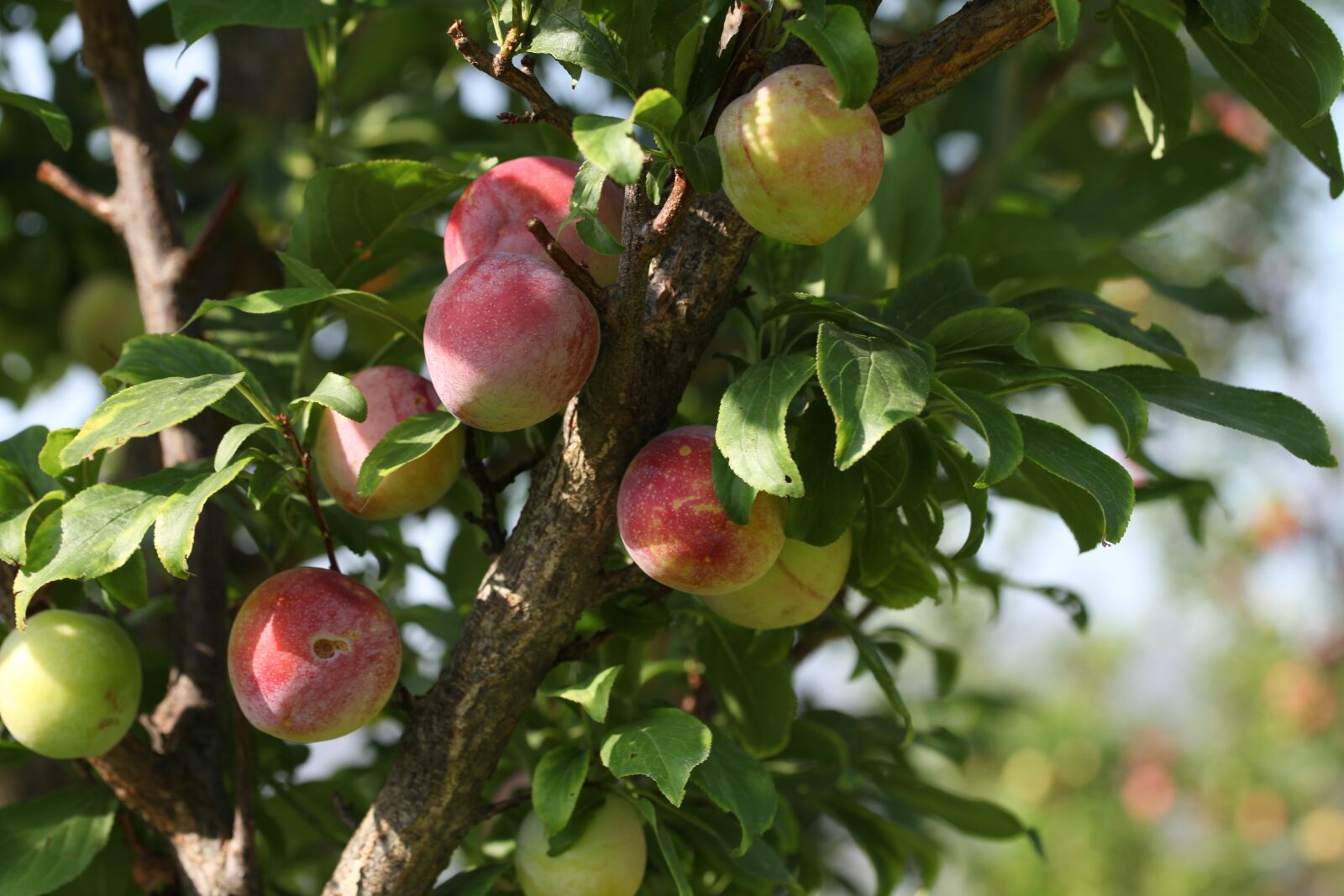Canon EOS 5D Mark II sample photo. Fruits, trees, garden photography