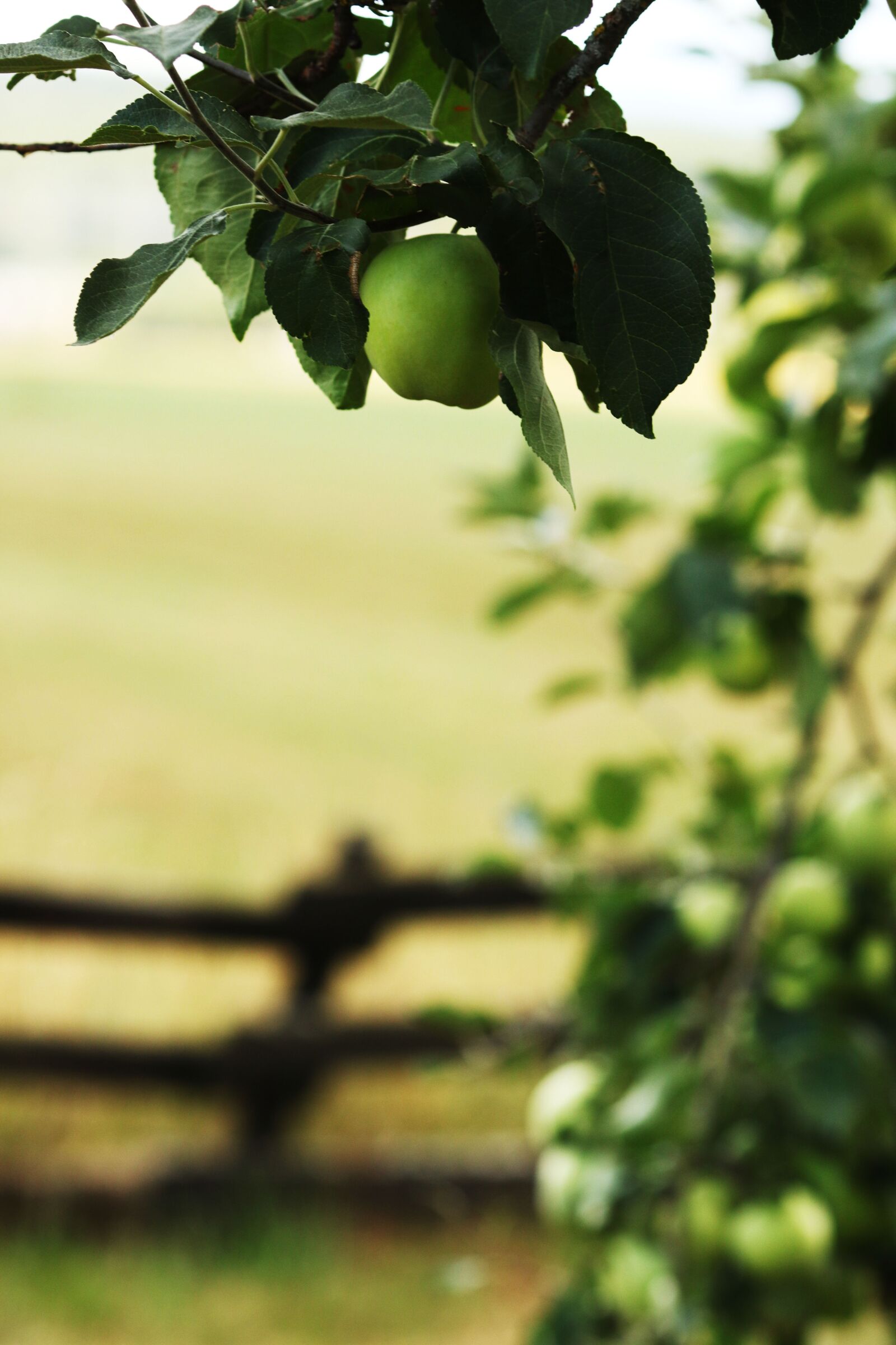 Canon EOS 7D Mark II sample photo. Apple, apple tree, fruit photography