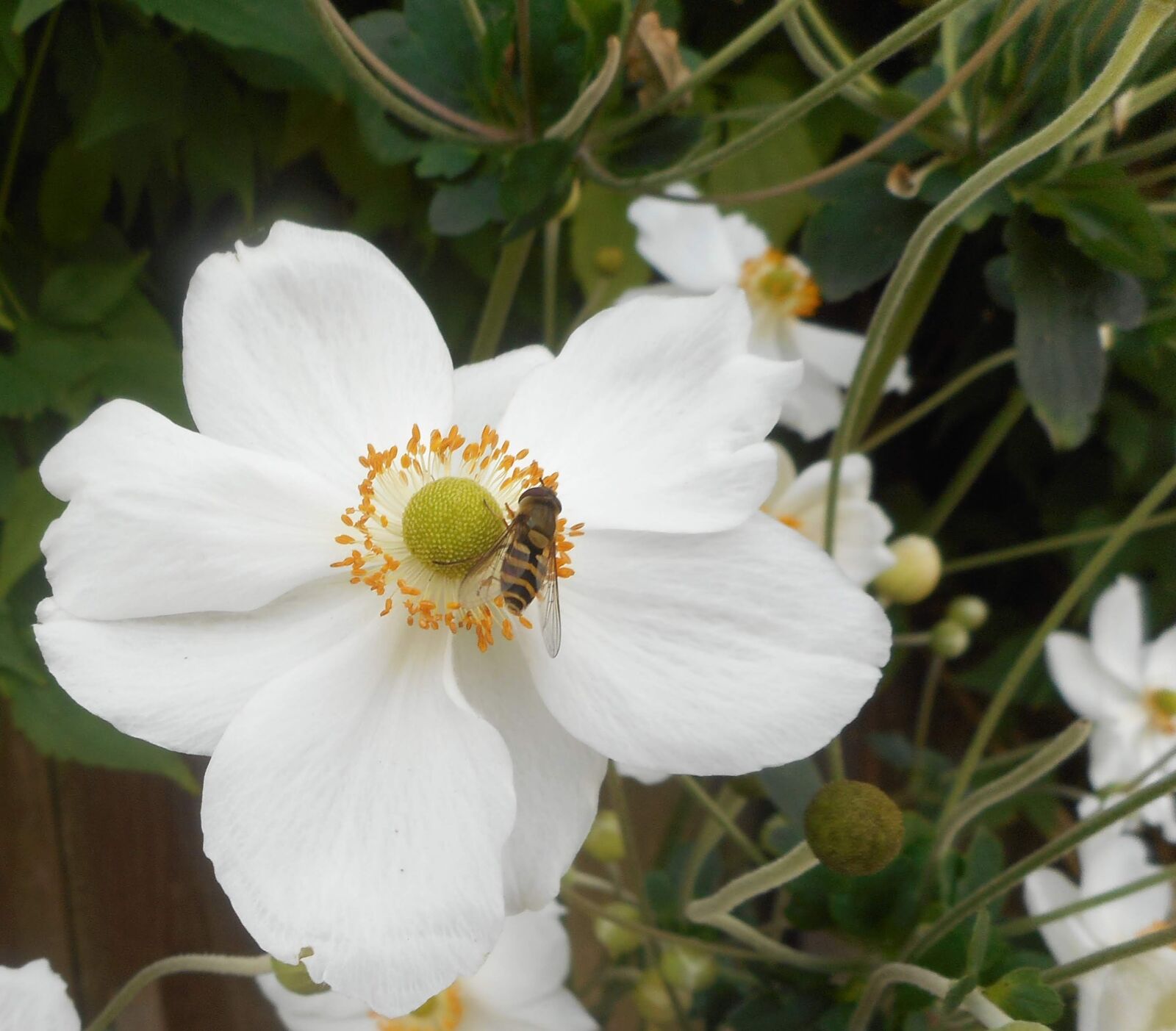 Nikon Coolpix S3700 sample photo. White flower and bee photography