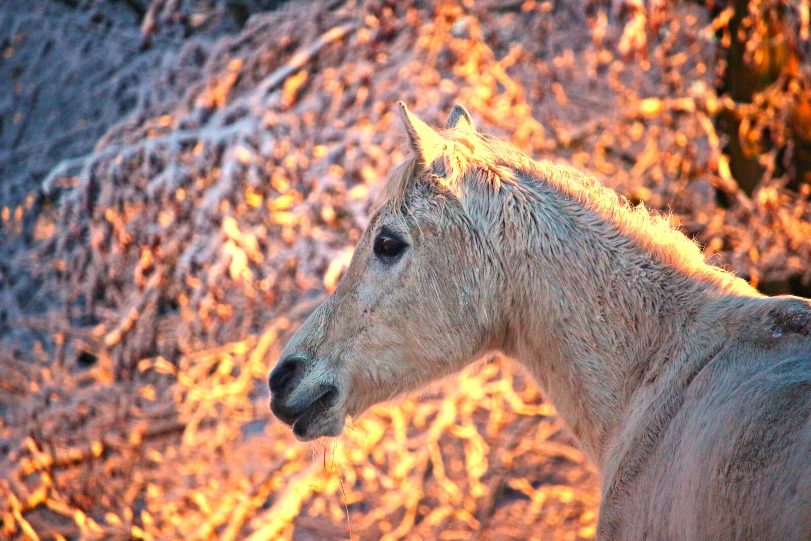 Canon EOS 100D (EOS Rebel SL1 / EOS Kiss X7) sample photo. Horse, winter, sunrise photography