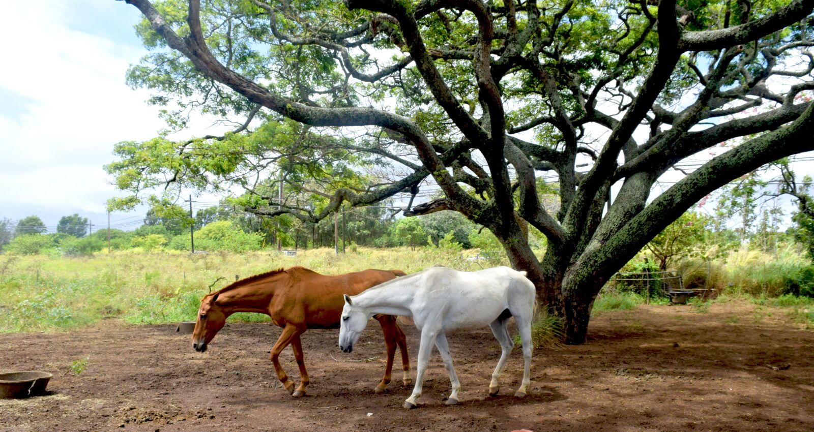 Nikon D3300 sample photo. Maui, hawaii, horses photography