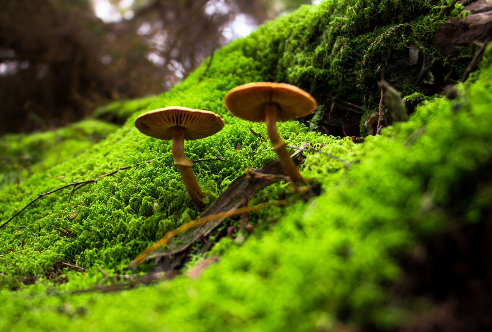 Canon EOS 760D (EOS Rebel T6s / EOS 8000D) sample photo. Toadstools, moss, mushroom photography