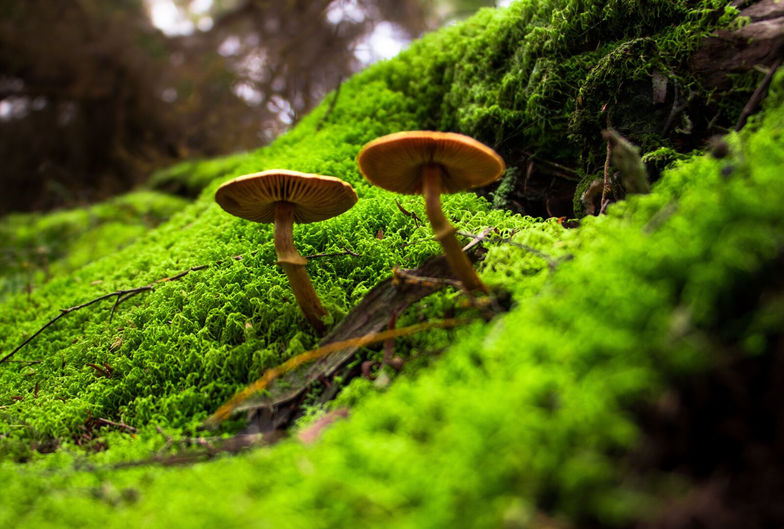 Canon EOS 760D (EOS Rebel T6s / EOS 8000D) + Canon EF-S 18-135mm F3.5-5.6 IS STM sample photo. Toadstools, moss, mushroom photography