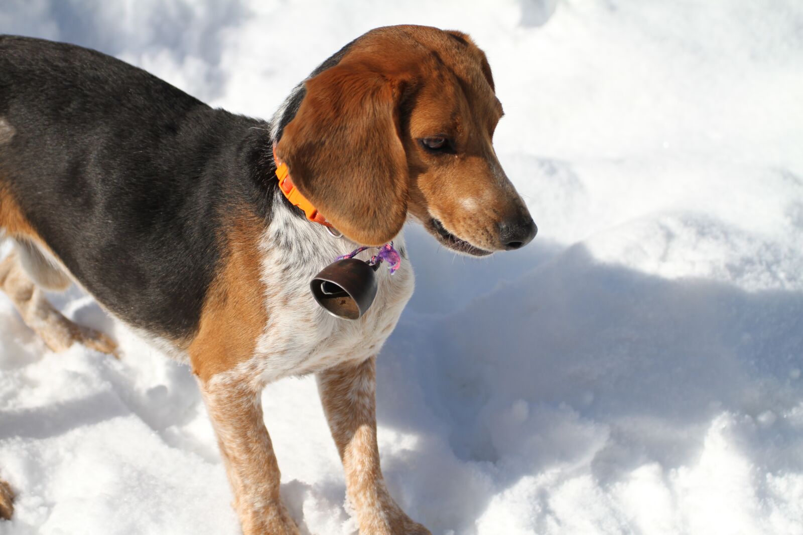 Canon EOS 7D sample photo. Dog, snow, puppy photography