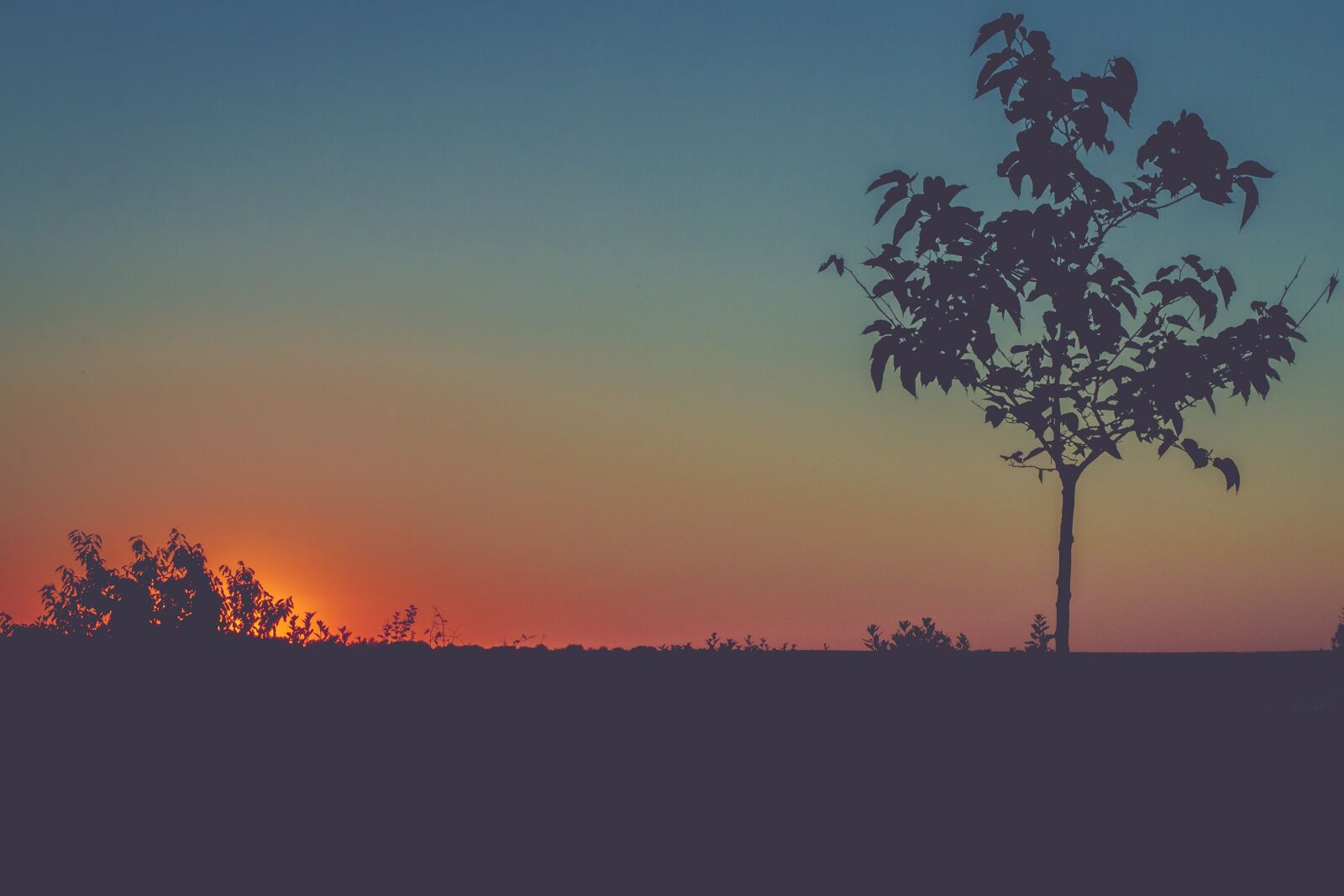 Canon EOS 70D sample photo. Nature, land, grass photography