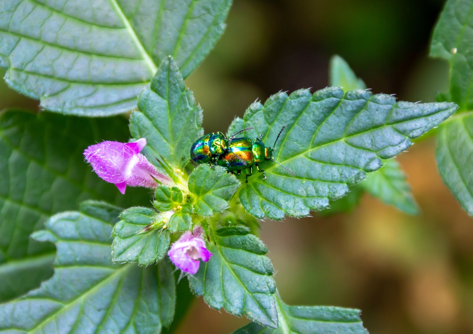 Canon EOS 60D sample photo. Root, animal, insect photography