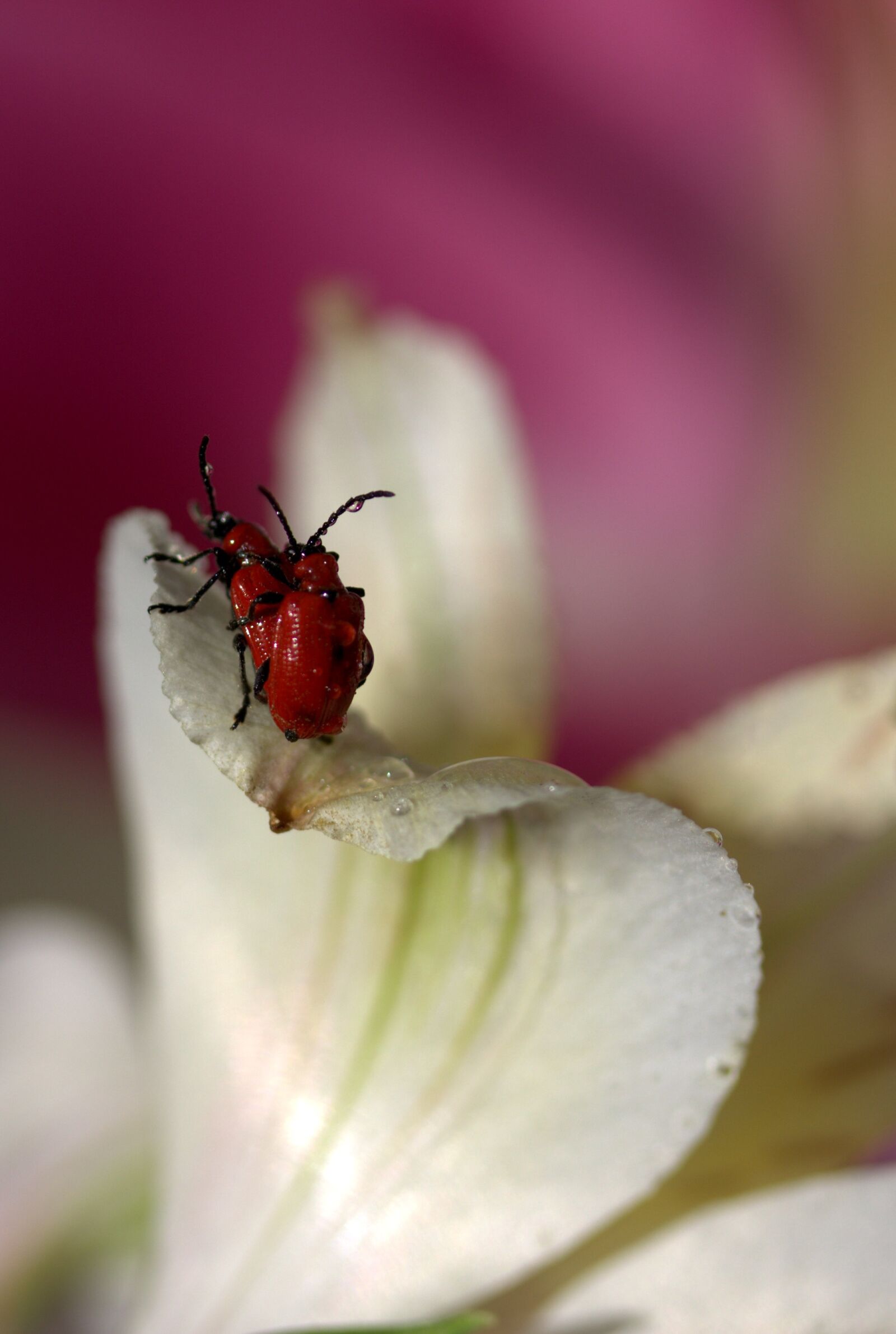 Canon EF-S 60mm F2.8 Macro USM sample photo. Insects, red, mating photography
