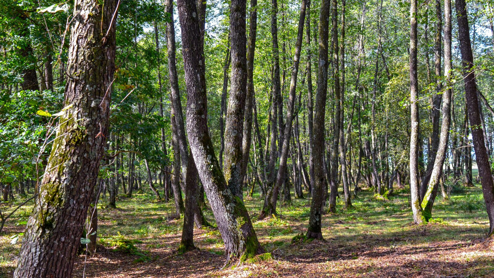 Nikon D5200 sample photo. Nature, forest, autumn photography