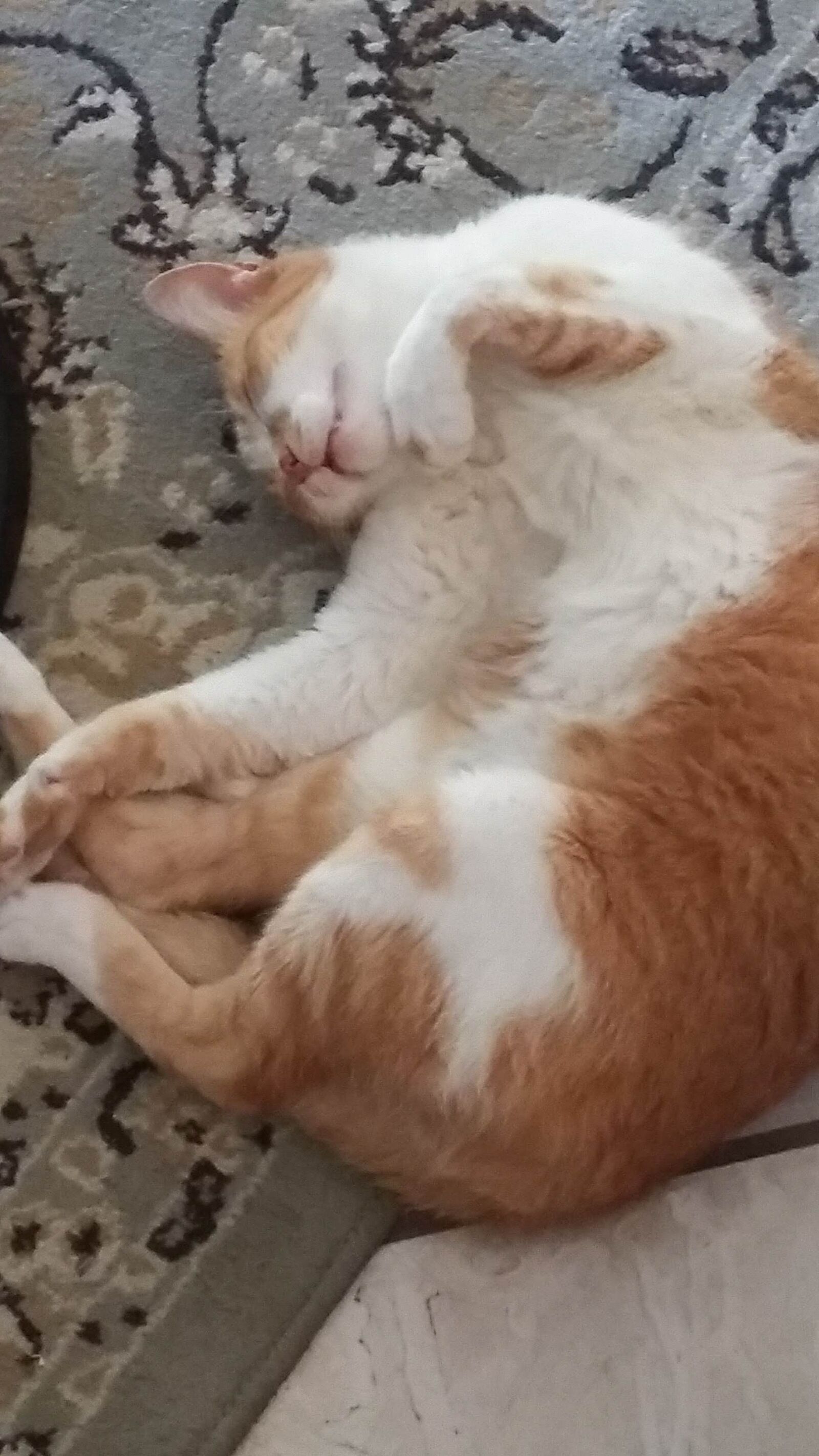 Samsung Galaxy Grand Prime sample photo. Cat, sleeping, animal photography