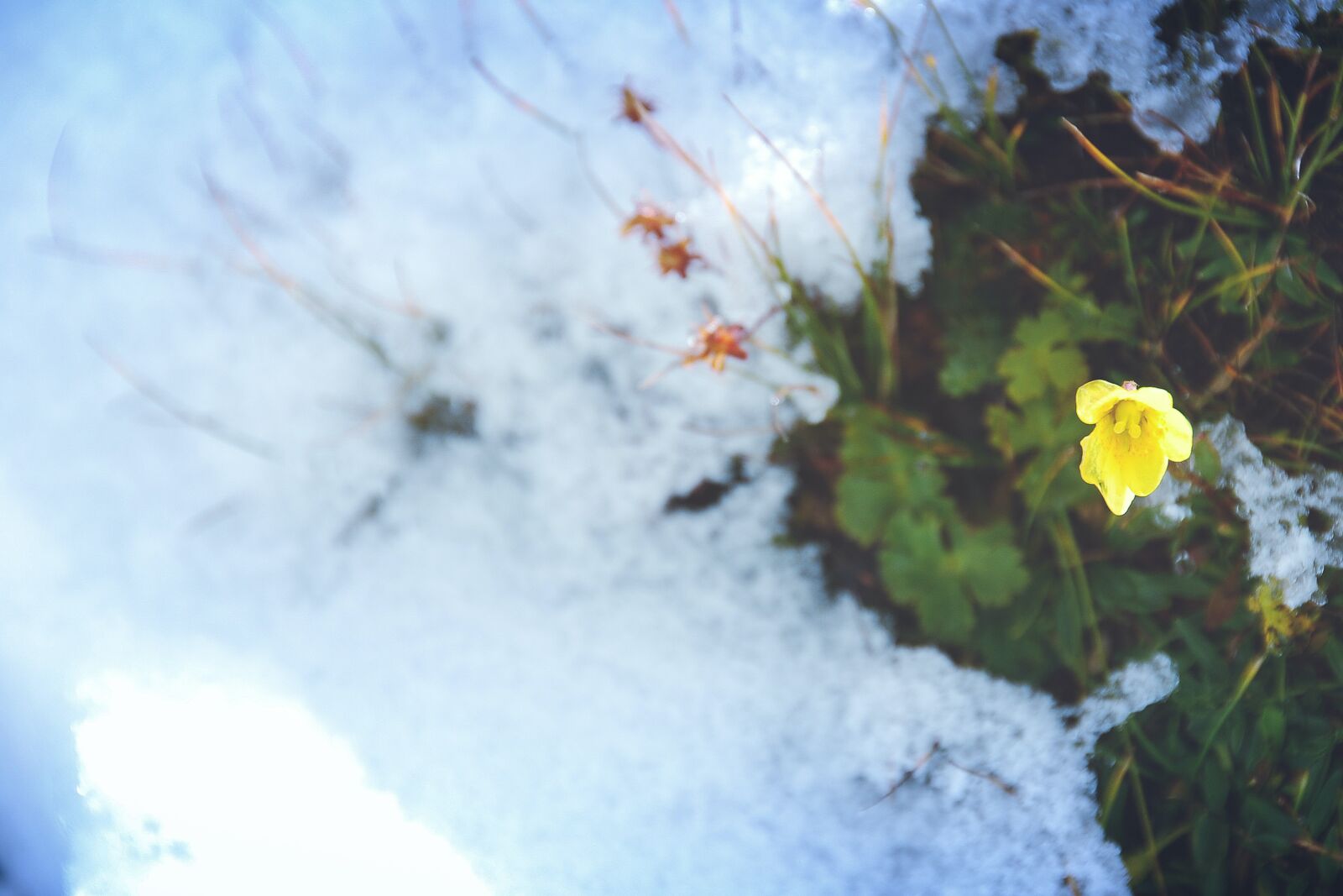 Nikon D40X sample photo. Flower, ice, frozen photography