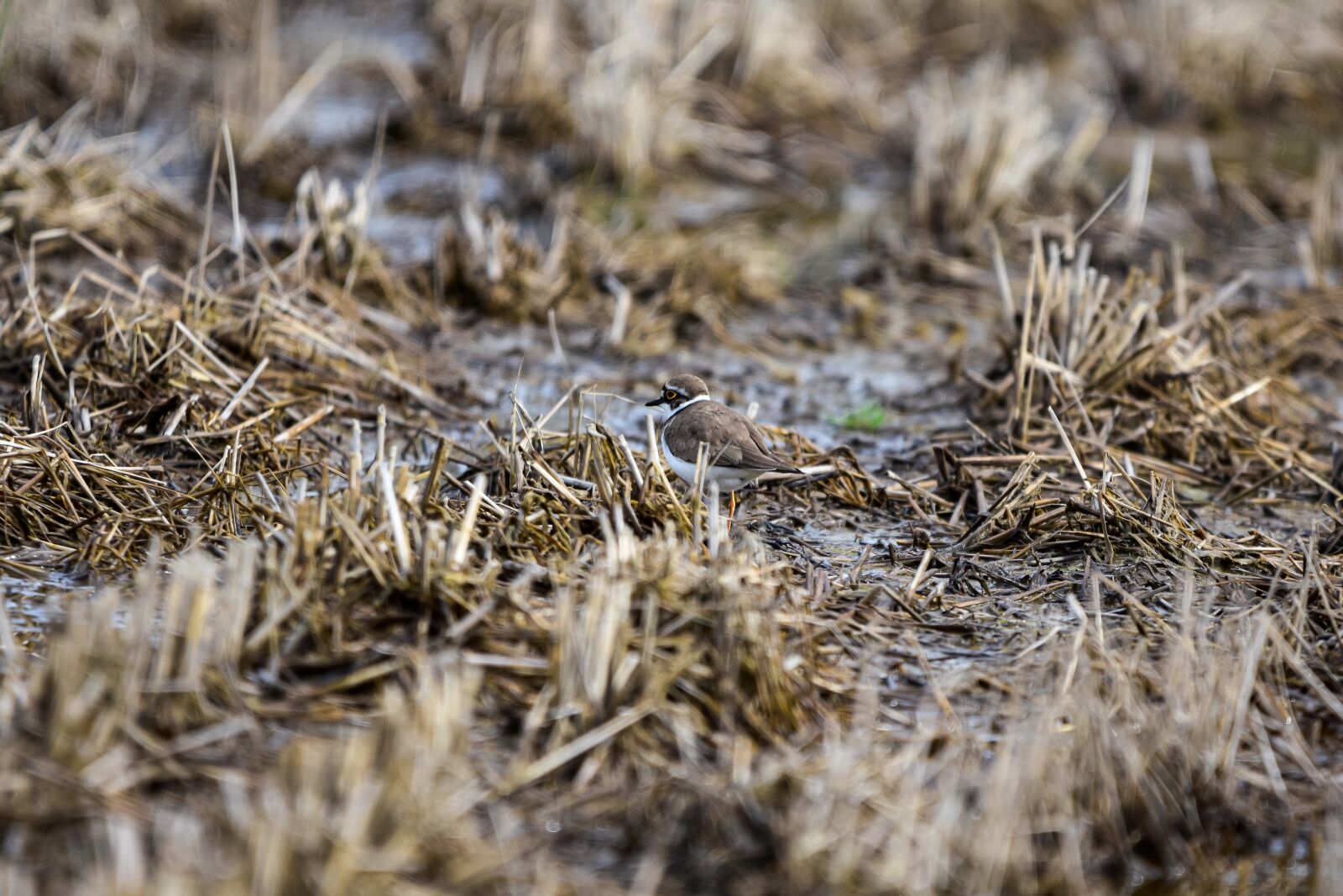 Nikon D7200 sample photo. Animal, paddy field, water photography