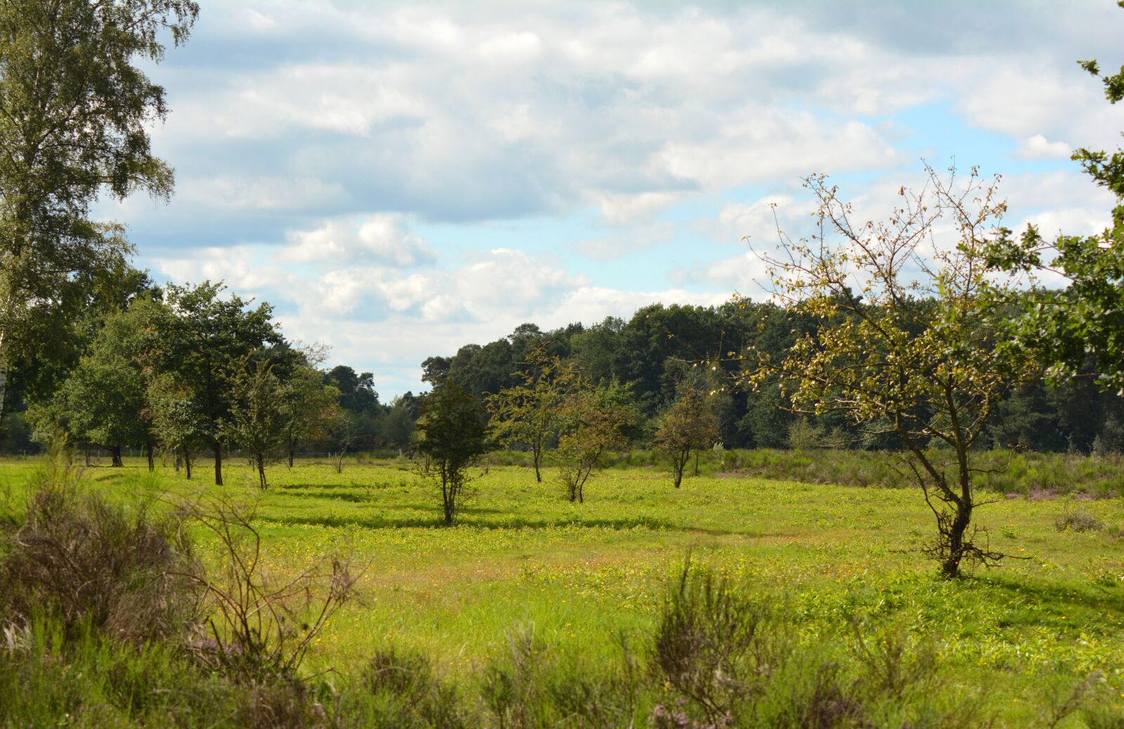Nikon D5200 sample photo. Heide, heathland, landscape photography
