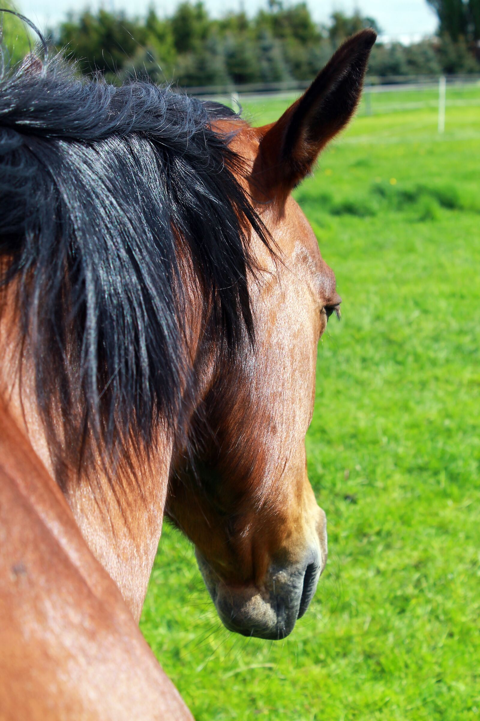 Canon EOS 1100D (EOS Rebel T3 / EOS Kiss X50) sample photo. Horse, horse head, pferdeportrait photography
