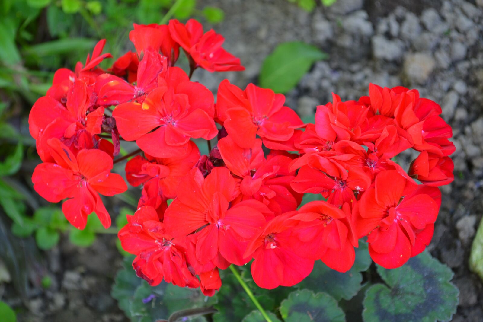 Nikon D3100 sample photo. Flower, summer, nature photography