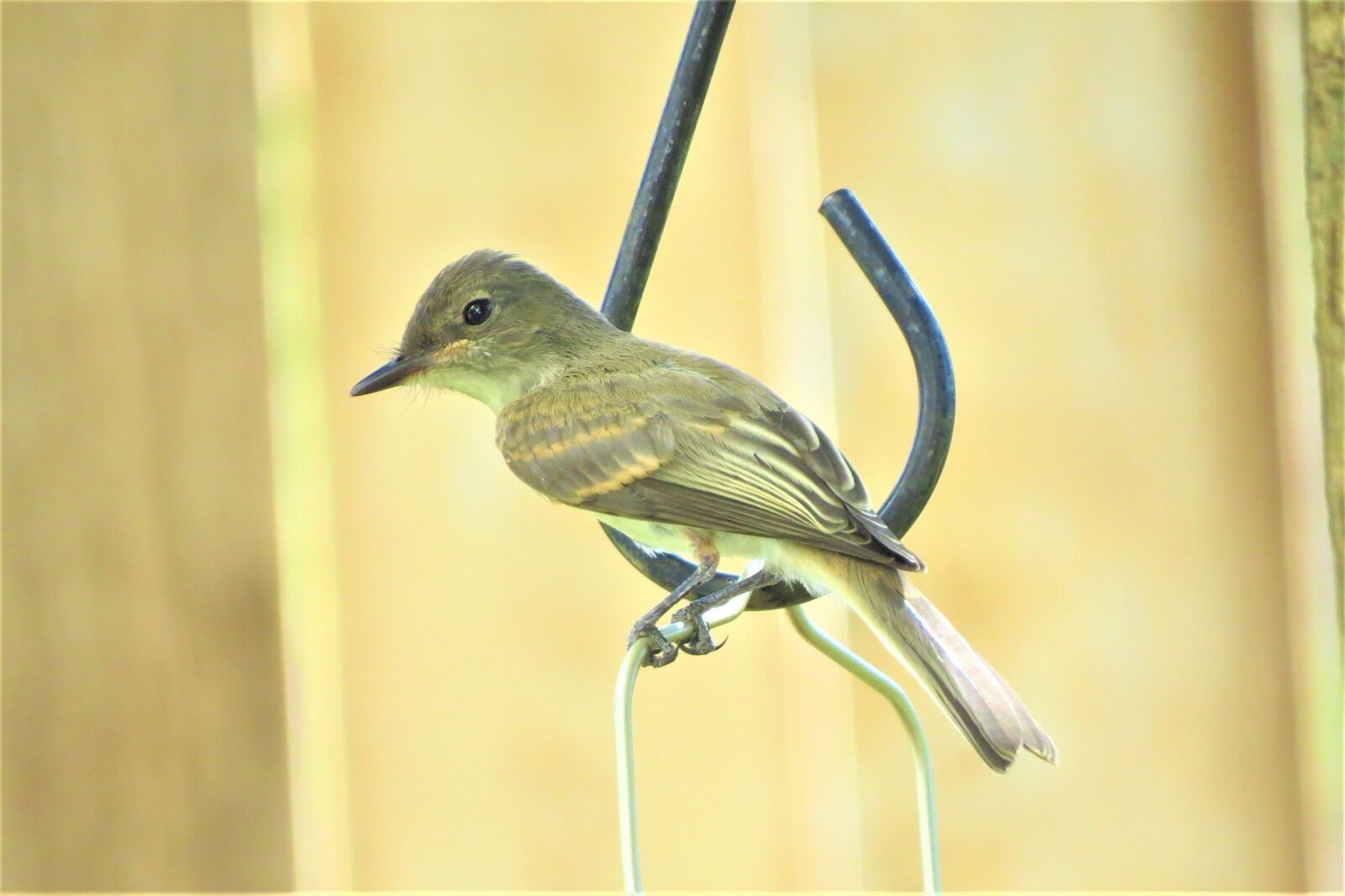 Canon PowerShot SX50 HS sample photo. Bird, brown, tan photography
