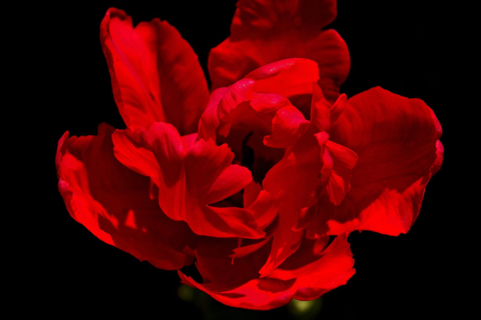 Pentax *ist DL2 sample photo. Tulips, red tulips, red photography