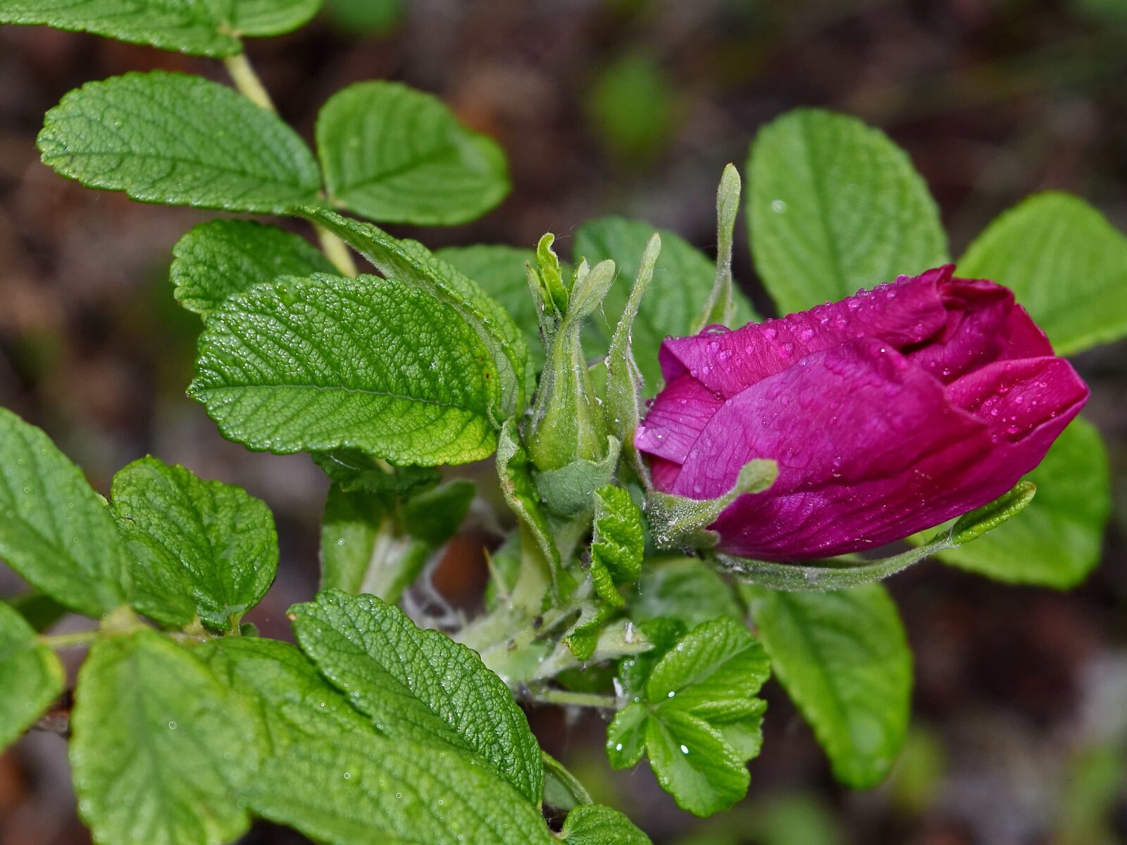 Nikon D5500 sample photo. Dew, rain, rose, nature photography