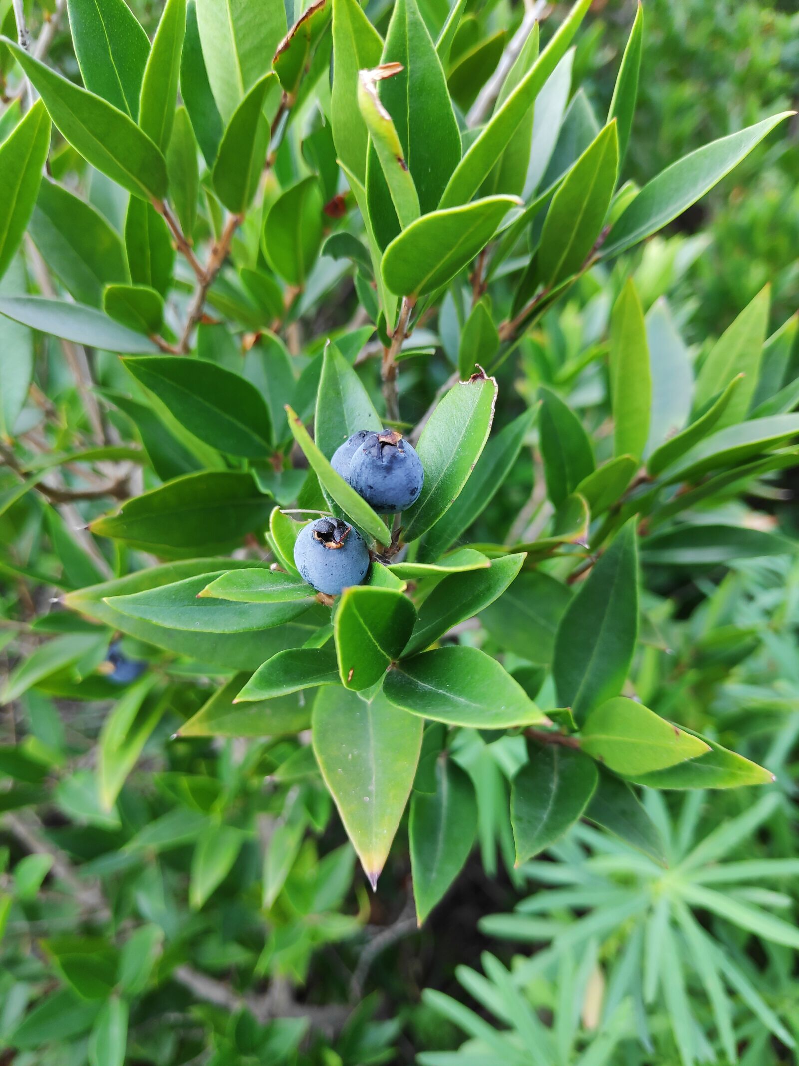 Xiaomi POCO F1 sample photo. Bush, berry, blueberry photography