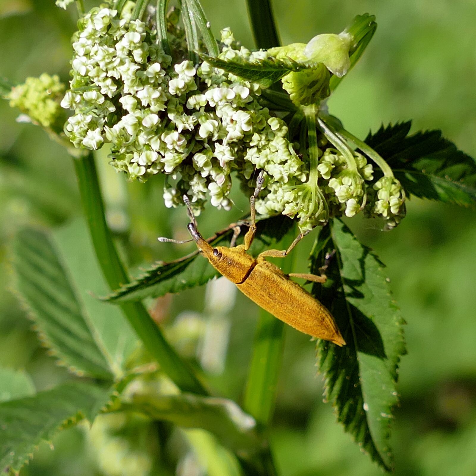 Panasonic Lumix DMC-FZ1000 sample photo. Beetle, water sorrel-stem weevil photography