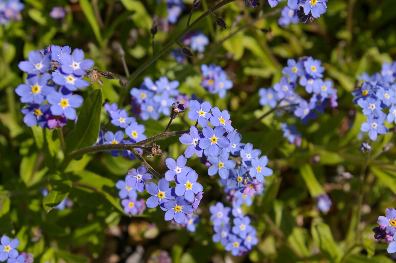 Pentax *ist DL2 sample photo. Violet, spring, blossom photography