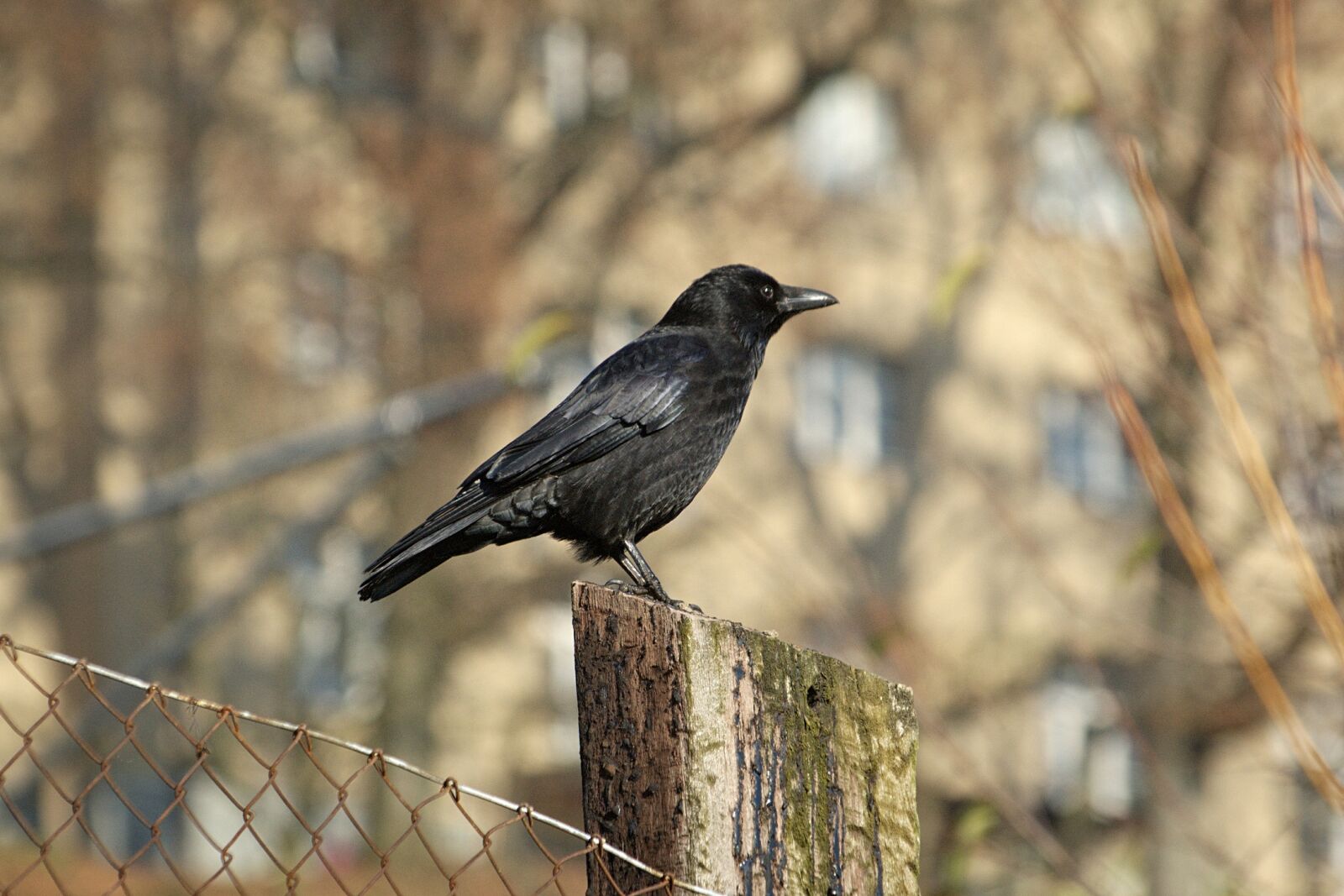 Nikon D70 sample photo. Crow, raven, bird photography