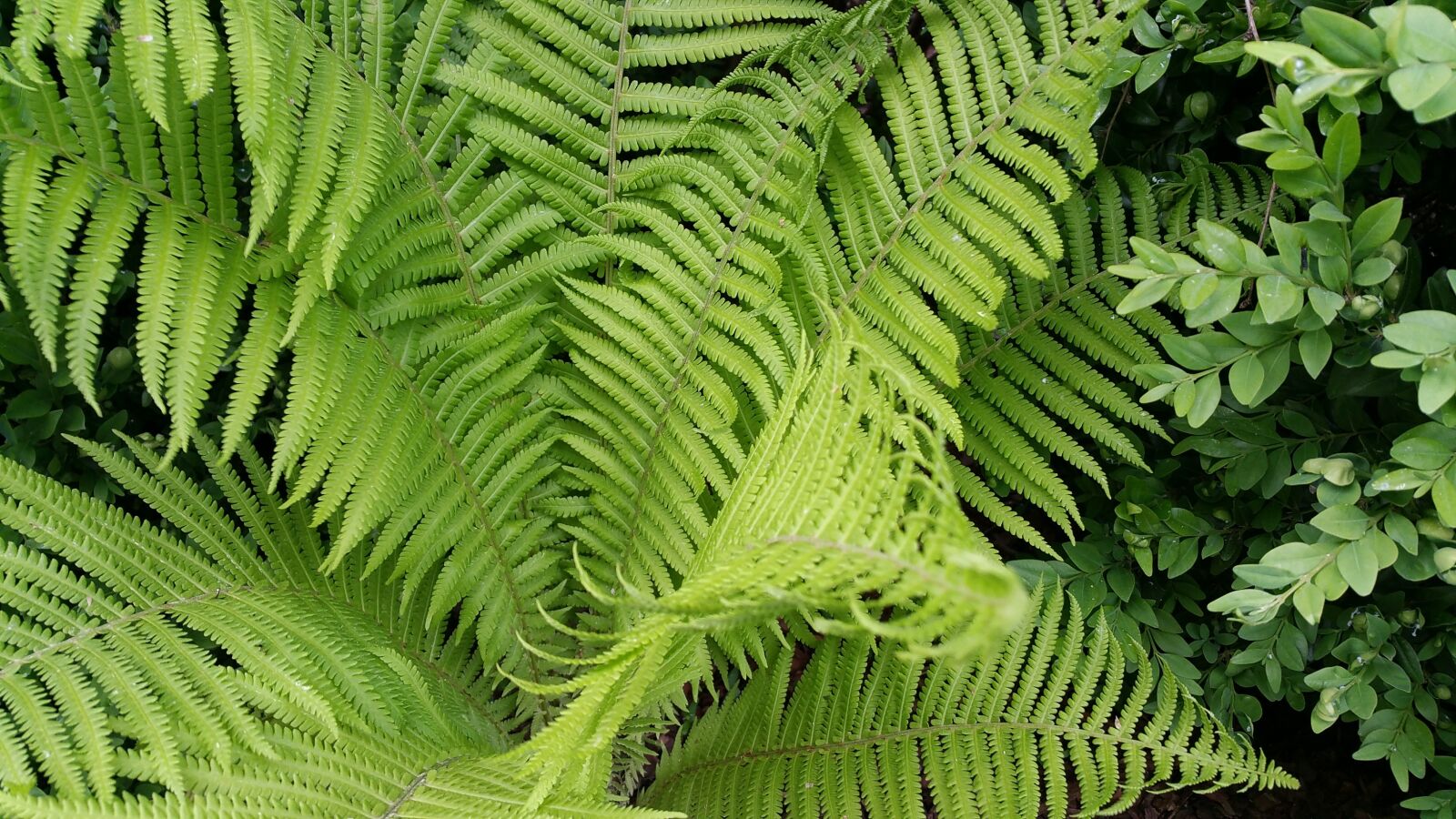 Samsung Galaxy Note4 sample photo. Nature, green, leaf photography