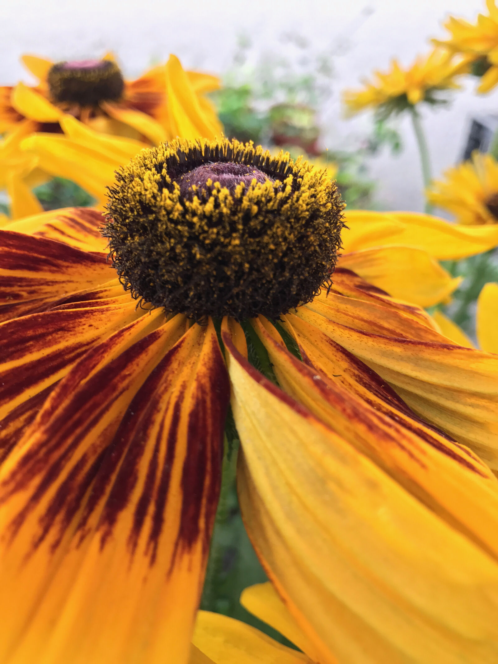 iPhone 7 Plus back dual camera 3.99mm f/1.8 sample photo. Blossom, flower, wallpaper, sunflower photography