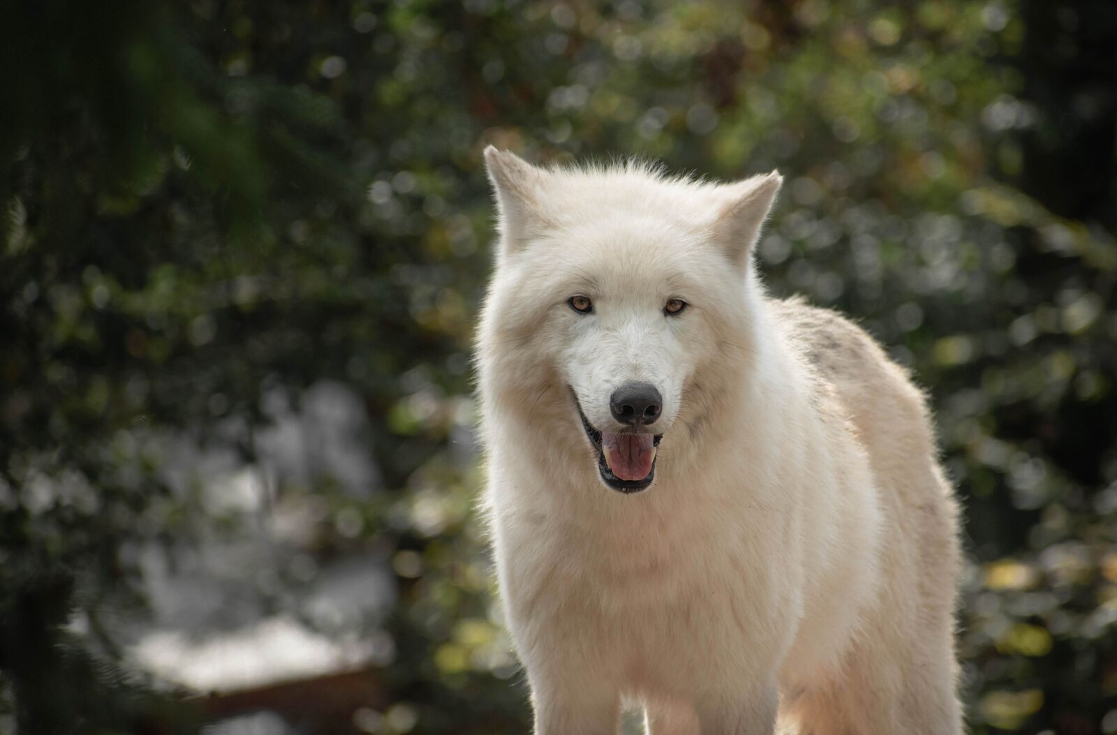 Nikon D5600 sample photo. Wolf, zoo, nature photography