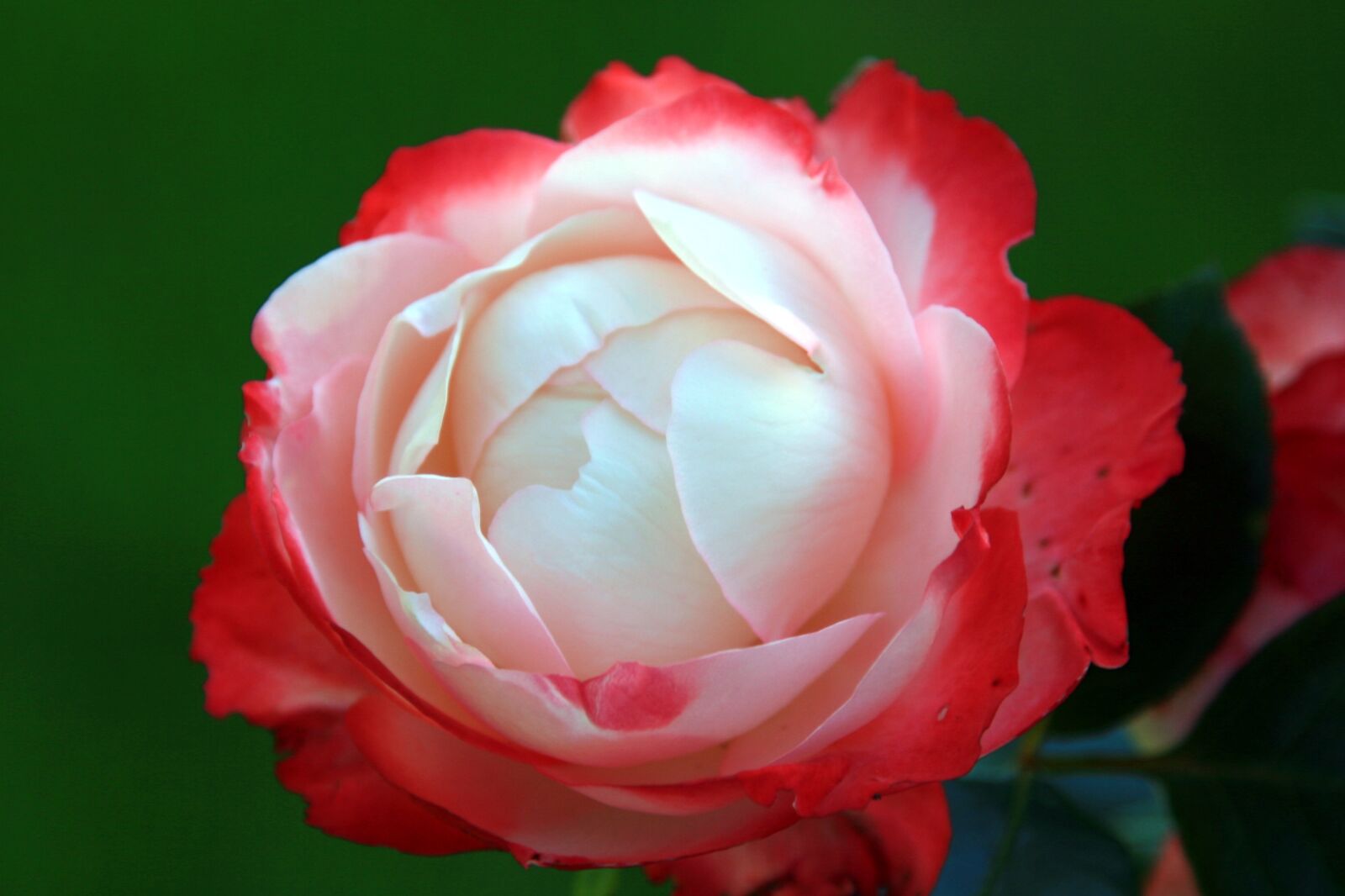 Canon EOS 400D (EOS Digital Rebel XTi / EOS Kiss Digital X) sample photo. Rose bloom, rose, filled photography