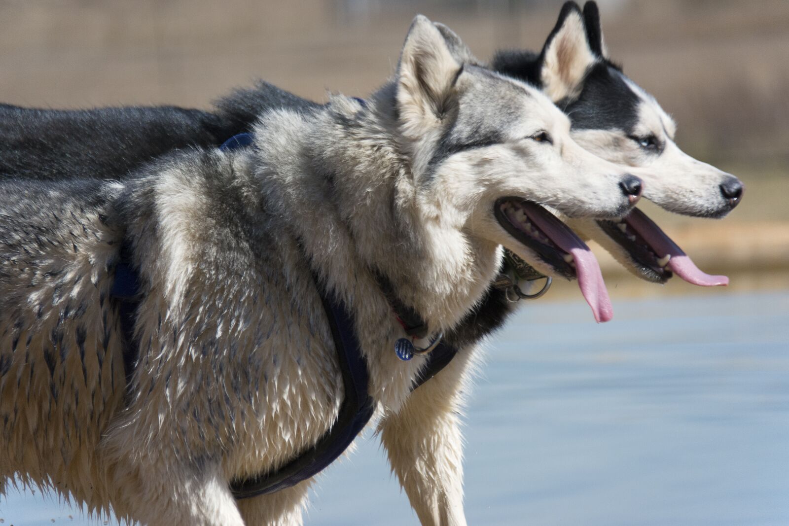 Nikon D7100 sample photo. Siberian husky, husky, dog photography