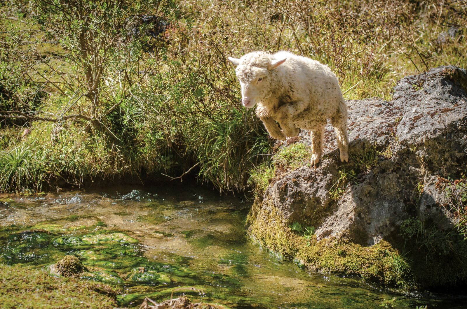 Nikon D7000 sample photo. Sheep, jump, creek photography