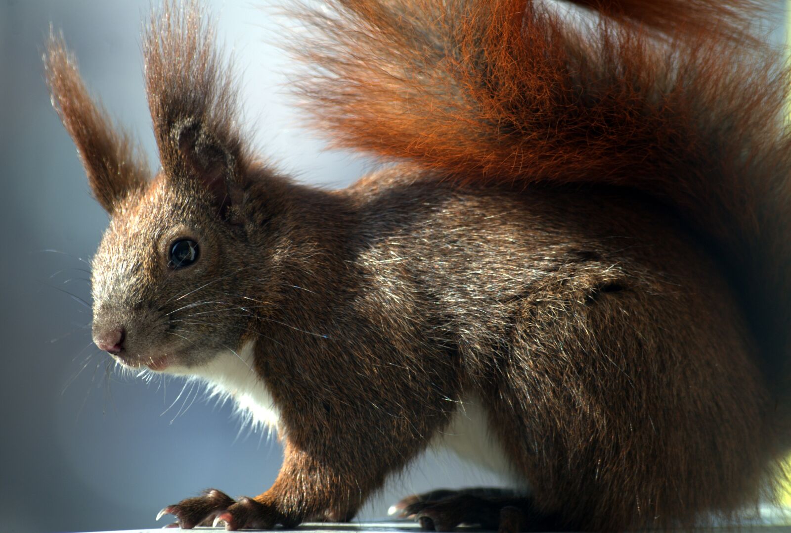 Pentax K-30 sample photo. Squirrel, fur, croissant photography