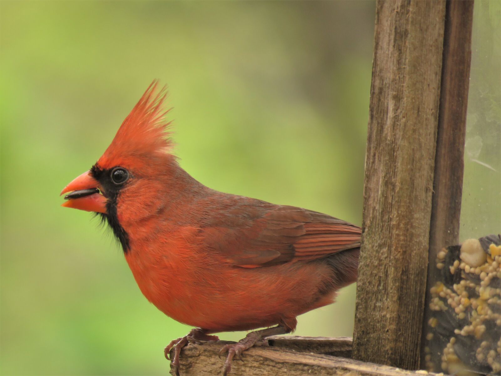 Canon PowerShot SX60 HS sample photo. Cardinal, red, bird photography