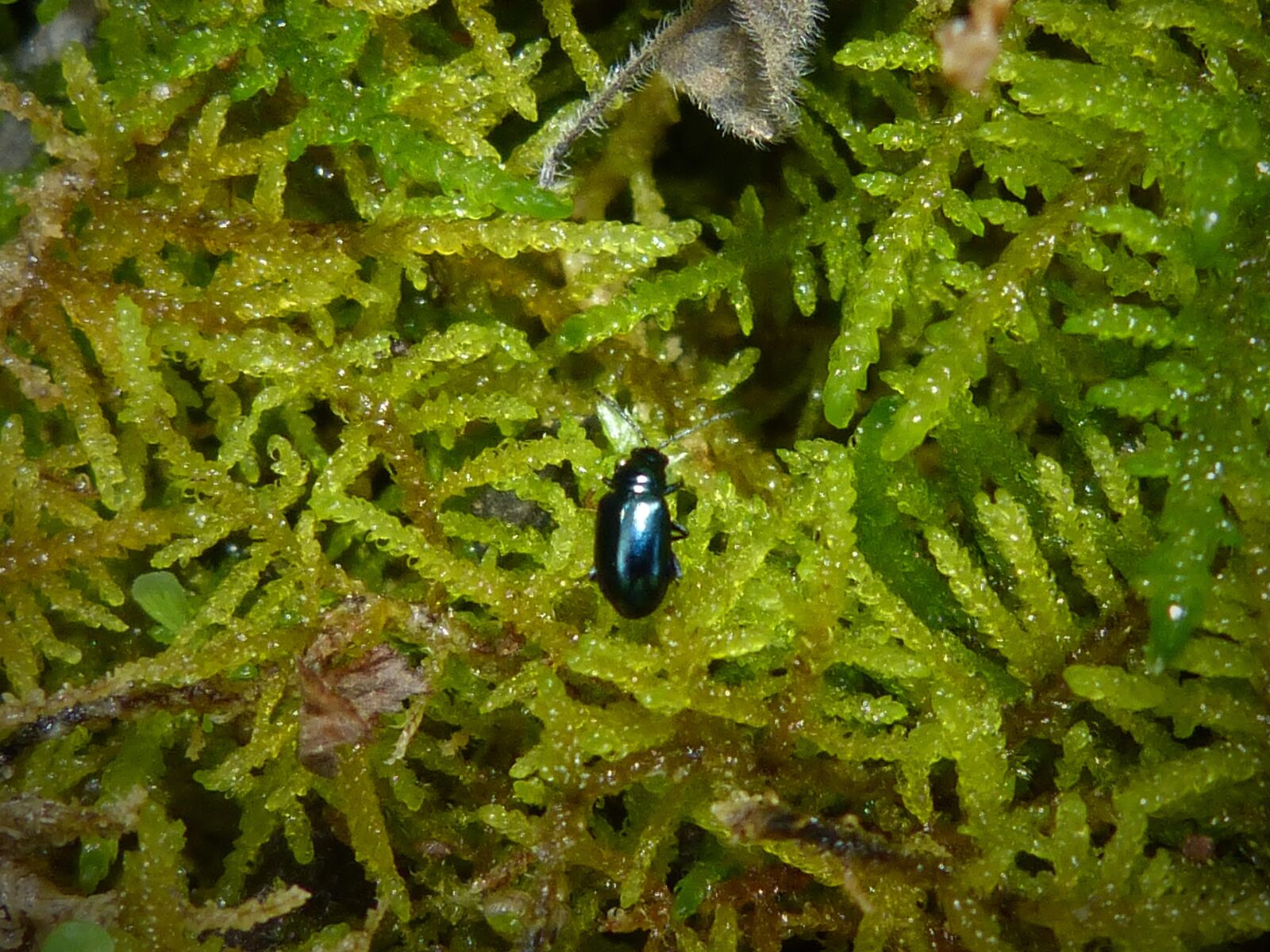 Panasonic DMC-FZ62 sample photo. Insect, bright green, moss photography