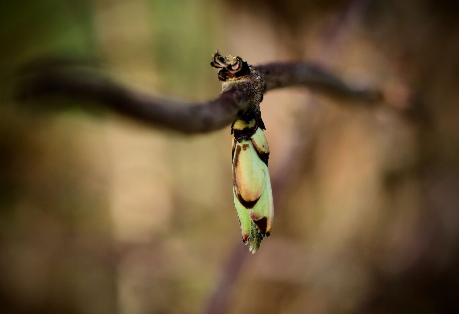 Canon EF-S 35mm F2.8 Macro IS STM sample photo. Spring, branch, bush photography