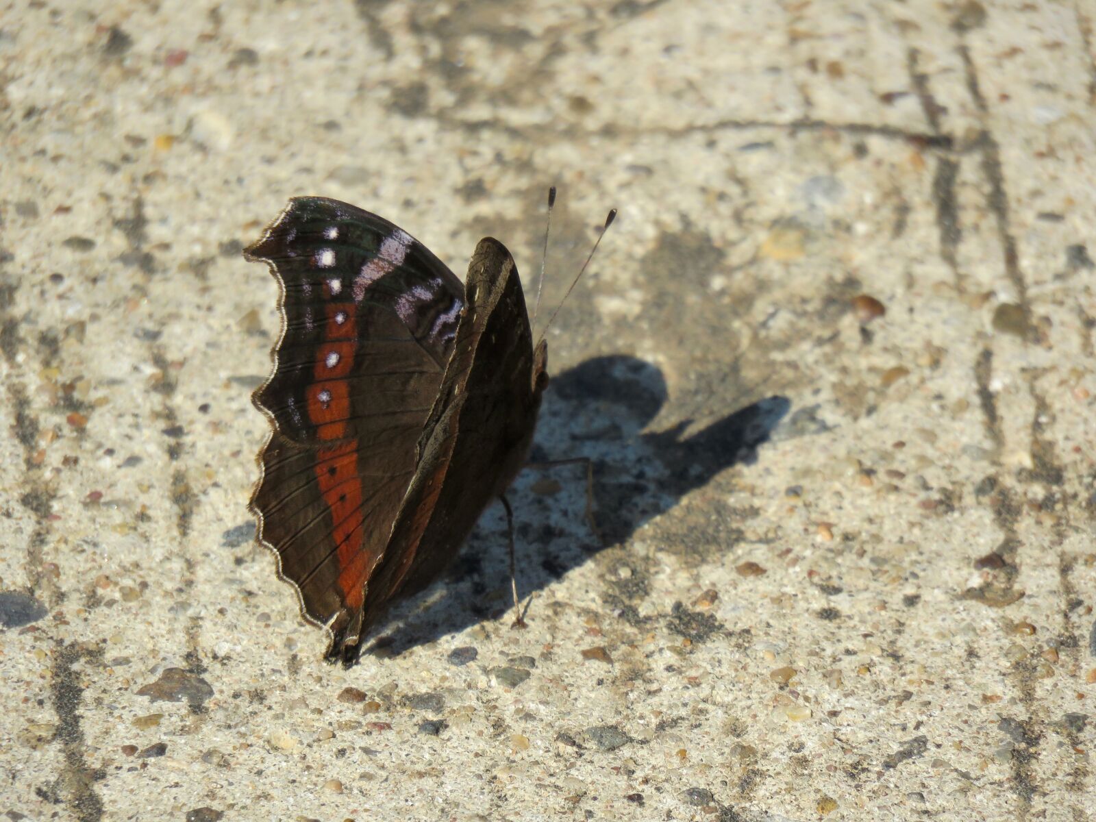Canon PowerShot SX60 HS sample photo. Butterfly, insect, flying insect photography