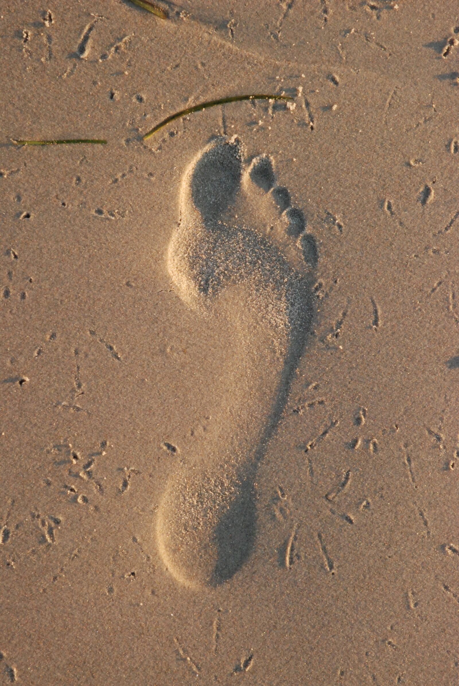 Nikon D80 sample photo. Footprint, sand, beach photography