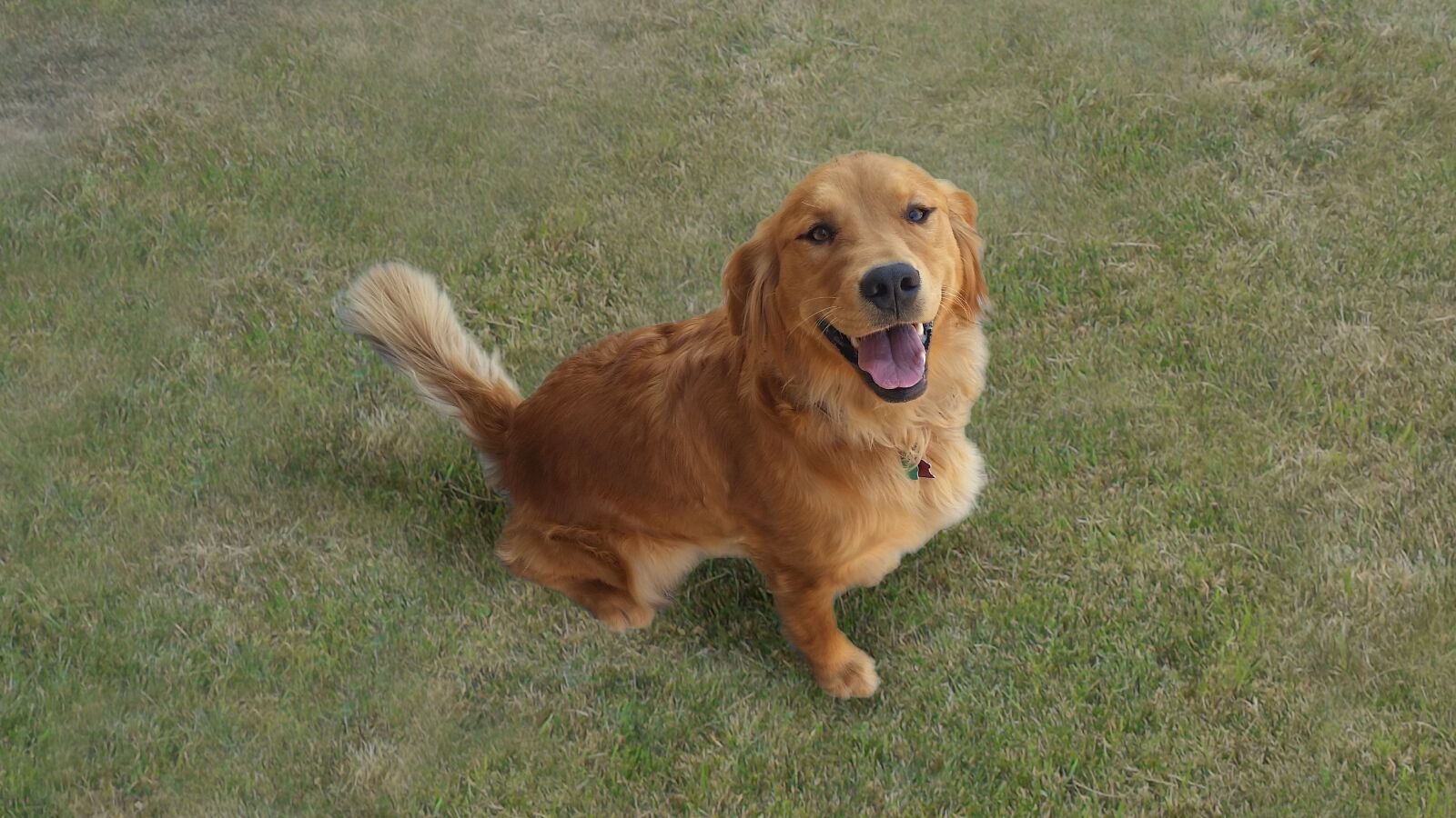 Samsung Galaxy S5 sample photo. Golden retriever, dog, happy photography