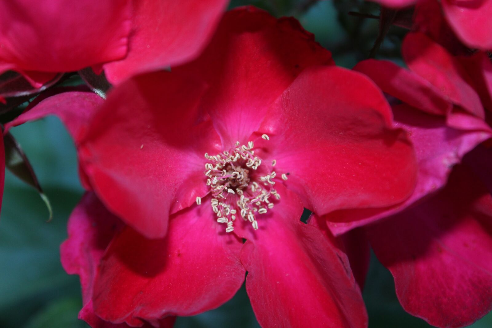 Canon EOS 1200D (EOS Rebel T5 / EOS Kiss X70 / EOS Hi) sample photo. Rose, macro, close red photography