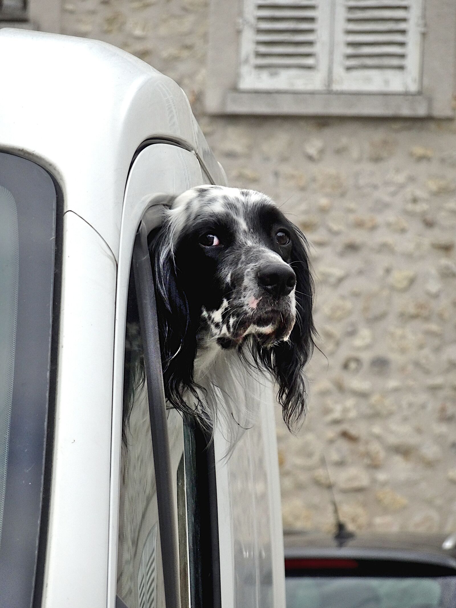 Sony Cyber-shot DSC-HX90V sample photo. Dog, canidae, pets photography