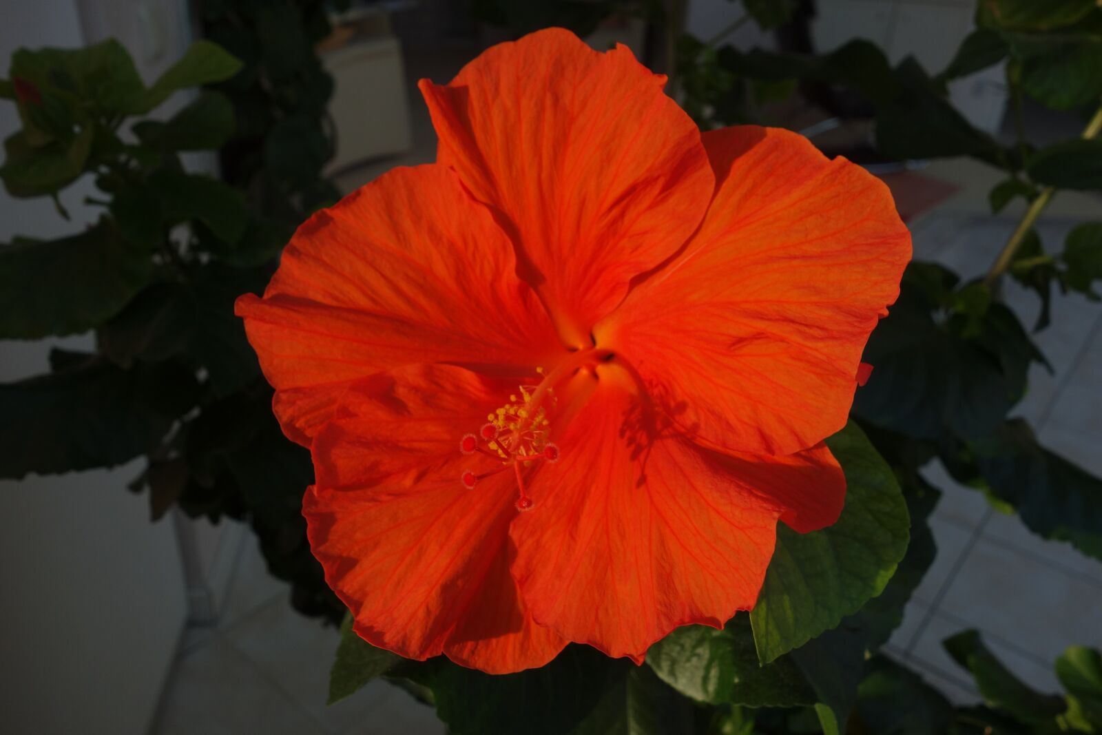 Sony Cyber-shot DSC-RX100 sample photo. Flower, garden, plant photography
