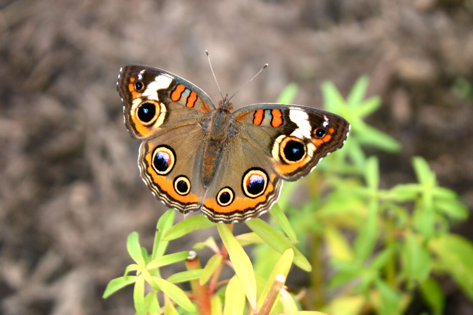 Canon EOS 450D (EOS Rebel XSi / EOS Kiss X2) sample photo. Buckeye, butterfly, insect photography