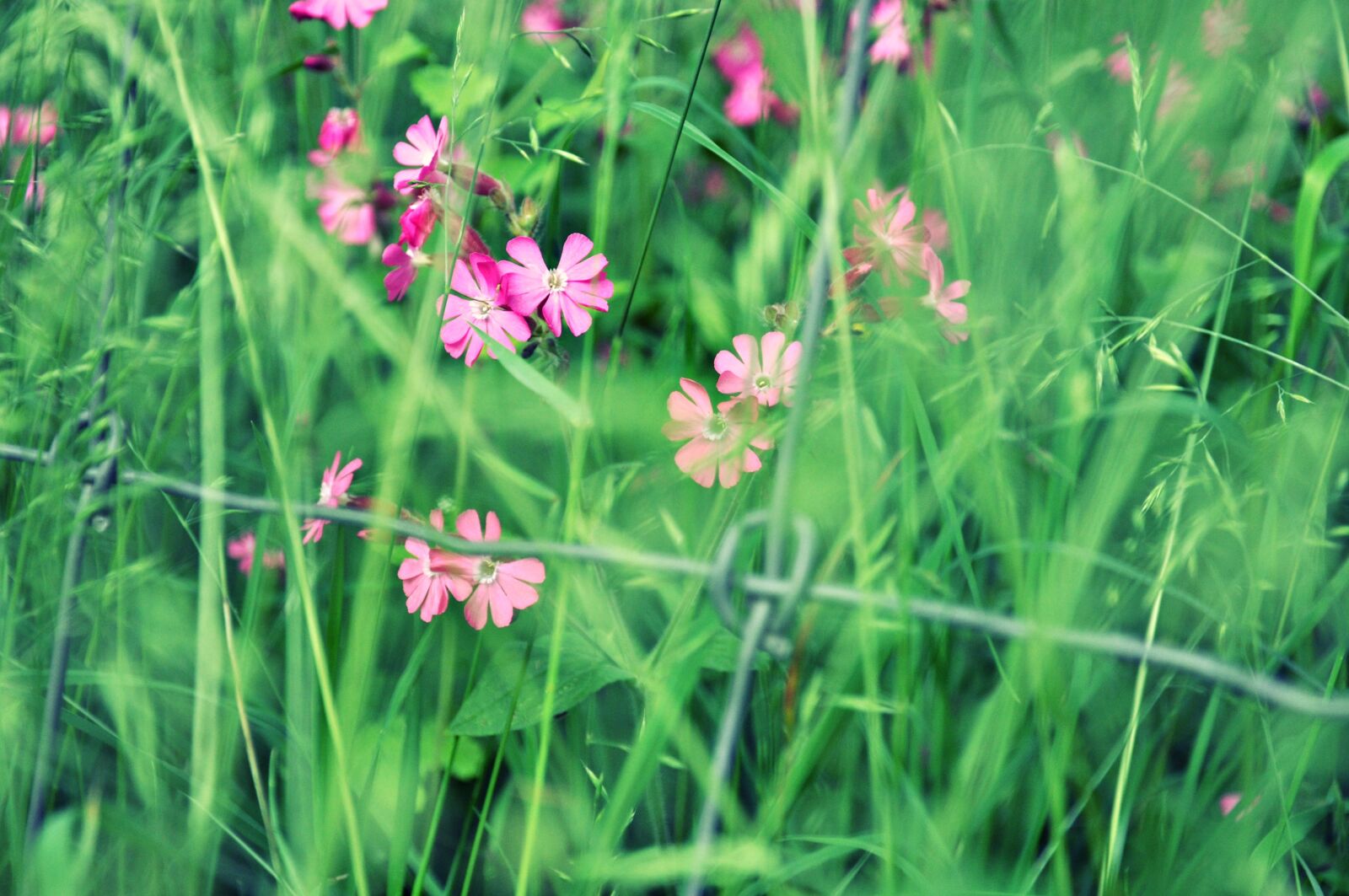 Nikon D90 sample photo. Flower, lychnis, field flower photography