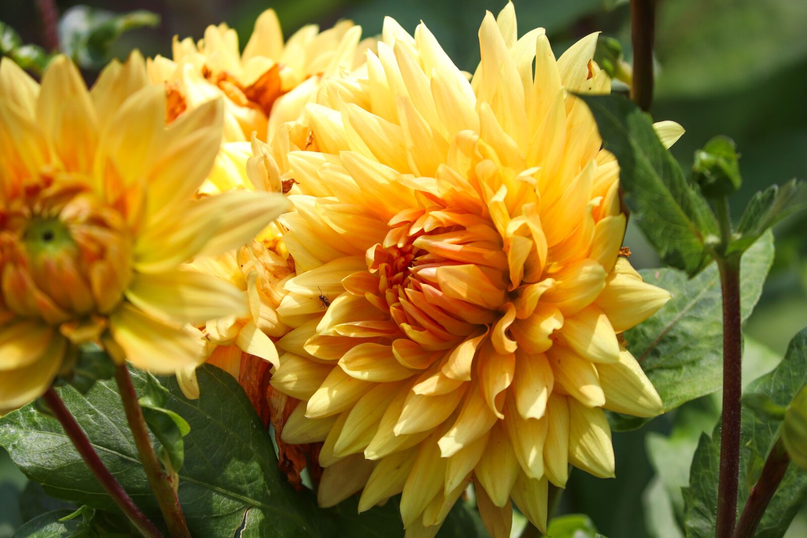 Canon EOS 200D (EOS Rebel SL2 / EOS Kiss X9) sample photo. Dahlias, geothermal, flowers photography